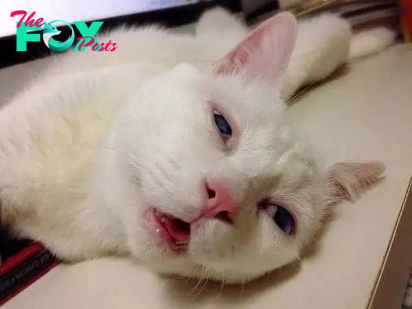 Setsu-chan: Chú mèo đáng yêu với khuôn mặt... say xỉn 6