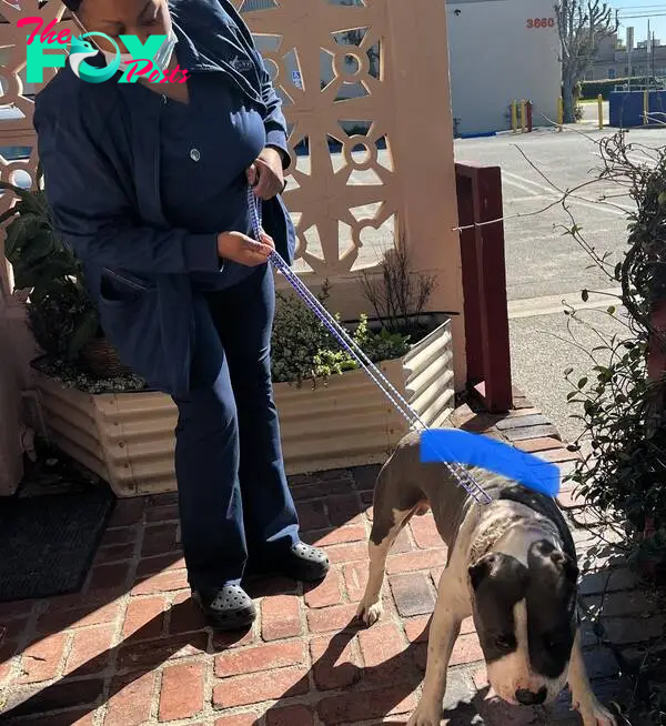 woman holding dog on a leash