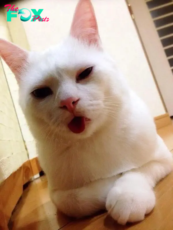 Setsu-chan: Chú mèo đáng yêu với khuôn mặt... say xỉn 4