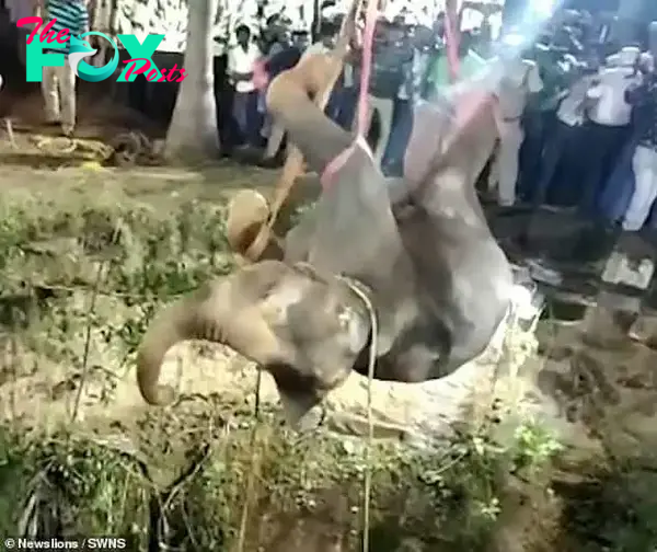 Wild Elephant Rescued From Well After 14 Hour Struggle In Wild Elephant Rescued From Well After 14 Hour Struggle In Indian 1