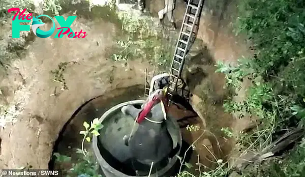 Wild Elephant Rescued From Well After 14 Hour Struggle In Wild Elephant Rescued From Well After 14 Hour Struggle In Indian 3