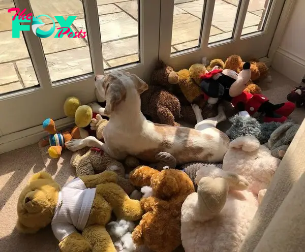 dog lying in a pile of teddy bears