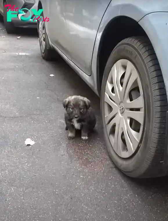 puppy sitting next to a car
