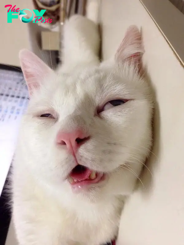 Setsu-chan: Chú mèo đáng yêu với khuôn mặt... say xỉn 8