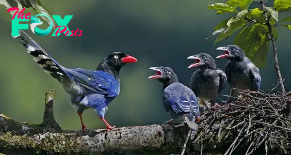 Spotting Taiwan's Rare Blue Magpie: A Bucket-List Opportunity! - Birdoftheworld: All About Beautiful Birds From Around The World