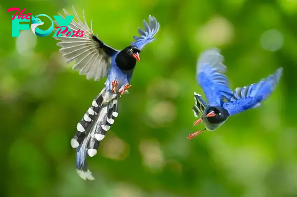 The Taiwan blue magpie, also called the Taiwan magpie or Formosan blue  magpie or the "long-tailed mountain lady", is … | Beautiful birds, Most  beautiful birds, Bird