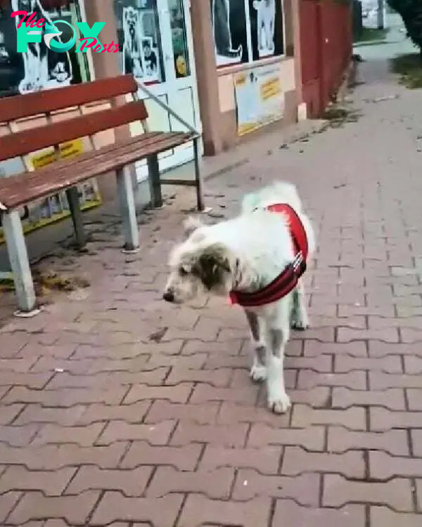 white dog walking on a street