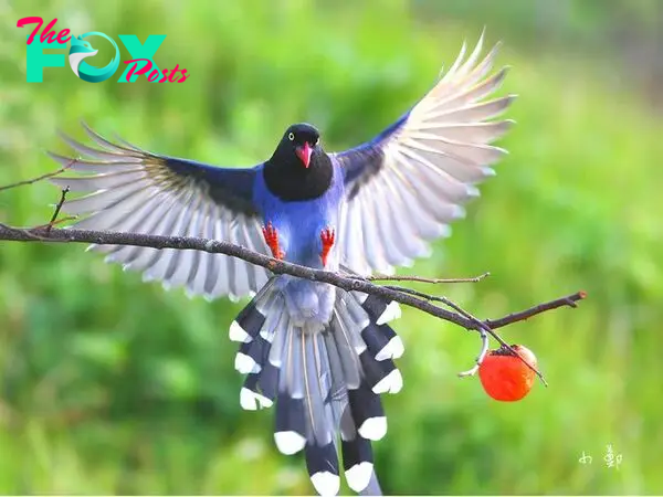 A Taiwan Blue Magpie #bird #taiwan #magpie #bluemagpie #bluebird | Magpie, Blue bird, Formosan
