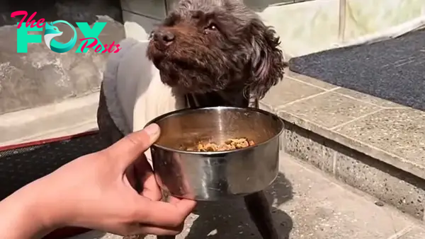 dog and a bowl of food