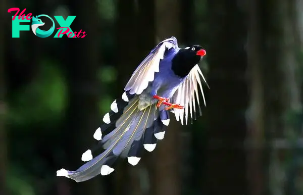 Taiwan Blue Magpie (Urocissa caerulea) – QR Learning Platform