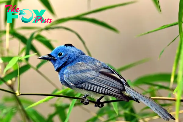 Bird Black-Naped Monarch - Free photo on Pixabay - Pixabay