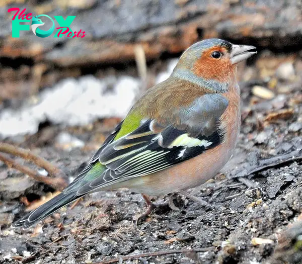 Fringilla coelebs - Monaco Nature Encyclopedia