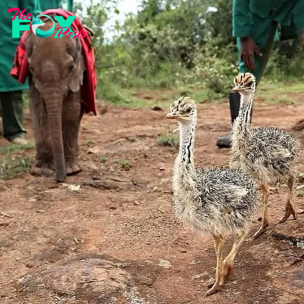 Compassionate Ostrich Offers Comfort To Baby Elephants At Orphaned Animal Sanctuary 1