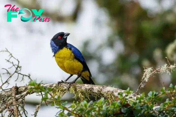 Azulejo real/Hooded mountain tanager/Buthraupis montana – Birds Colombia