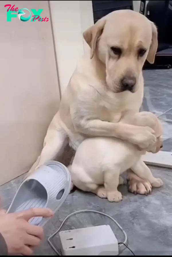 Touching Moment: Mother Dog's Protective Gesture Brings Tears to Millions Despite Owner's Reprimand. SM - New Lifes