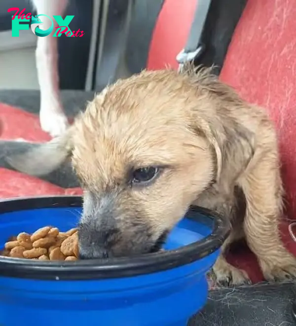 stray wet dog eats