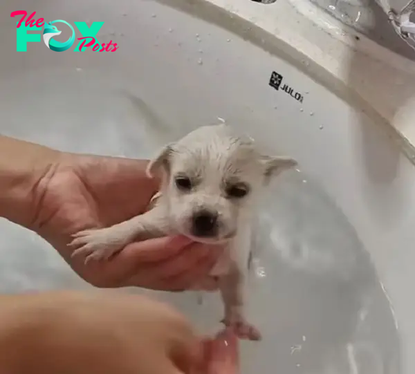 tiny puppy getting a bath