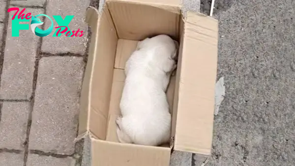 A Good Man Helps A Little Abandoned Puppy Who Was Shivering In A Box And Crying For His Mom