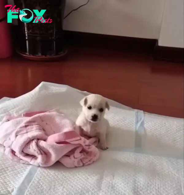 puppy sitting on a mat