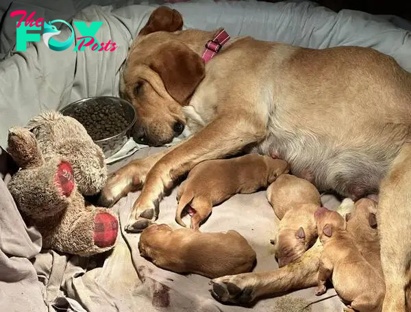 mother dog and puppies sleeping
