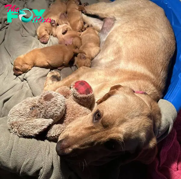 Mother and its puppies