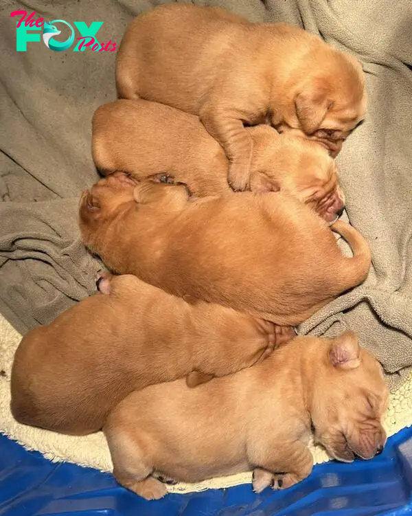 Two week old puppies