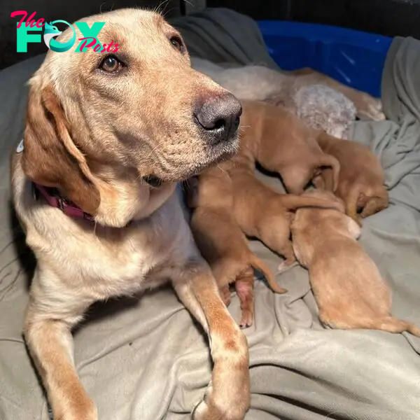 sweet puppies and mother dog