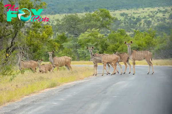 Kruger Antelopes
