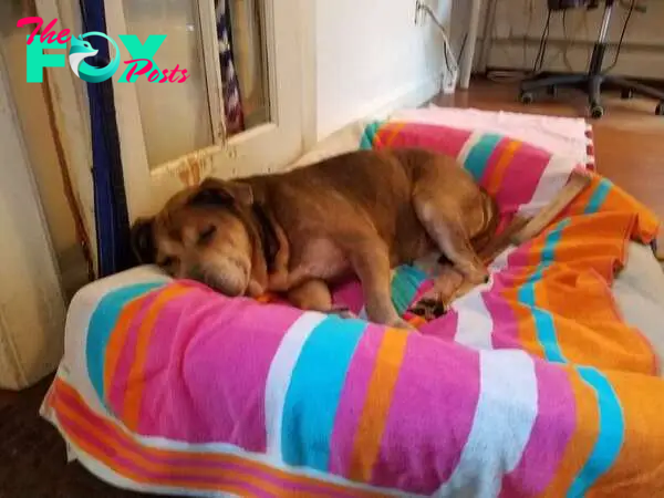 Senior shelter dog in her first dog bed