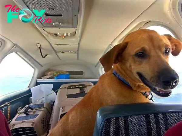 Rescued shelter dogs in airplane