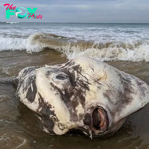 Sunfish Found On The Victorian Coast Left Tourists Sᴛᴜɴɴᴇᴅ At Its 'Alien Appearance'