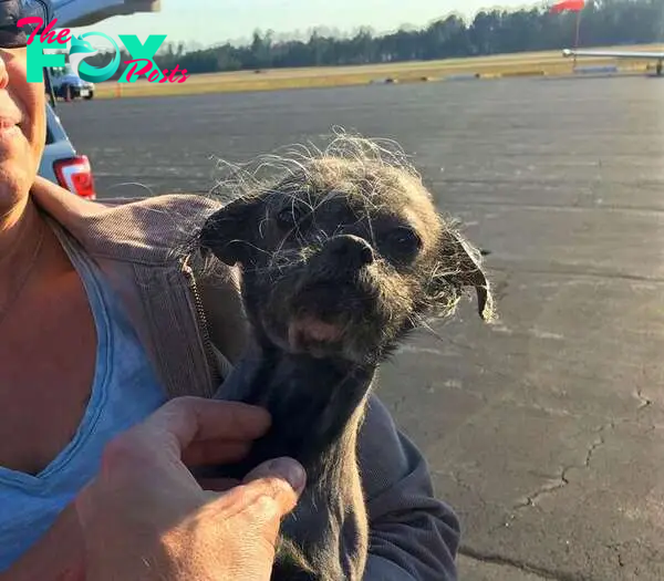 Shelter dog on tarmac 