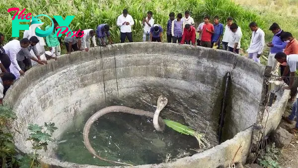 Mysterious 500-Year-Old God Snake, Weighing 300 Pounds and Measuring 16 Feet Long, Perplexes Locals After Being Discovered in Abandoned Well.n - Malise