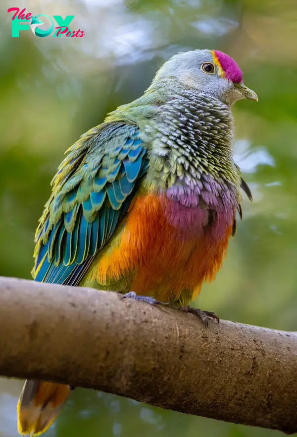 Rose-crowned fruit-dove Print for Sale 6259 - Geoff White Photography