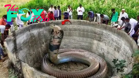Mysterious 500-Year-Old God Snake, Weighing 300 Pounds and Measuring 16 Feet Long, Perplexes Locals After Being Discovered in Abandoned Well.n - Malise