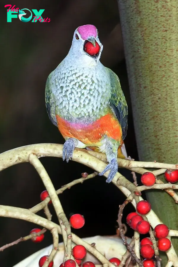 Rose-crowned Fruit-Dove (Ptilinopus regina)