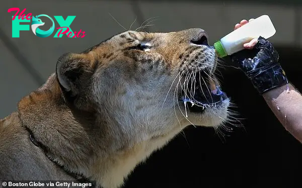 Hercules the Liger (pictured) is 900lbs and is in the Guinness Book of World records as the world's largest cat