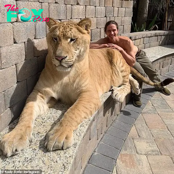 Ligers are the hybrid offspring of a male lion and a female tiger. They are a different to Tigons, whose parents are a female lion and a male tiger