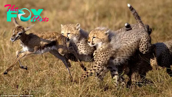 Cheetah cubs chase a Thomson's gazelle fawn Survival School