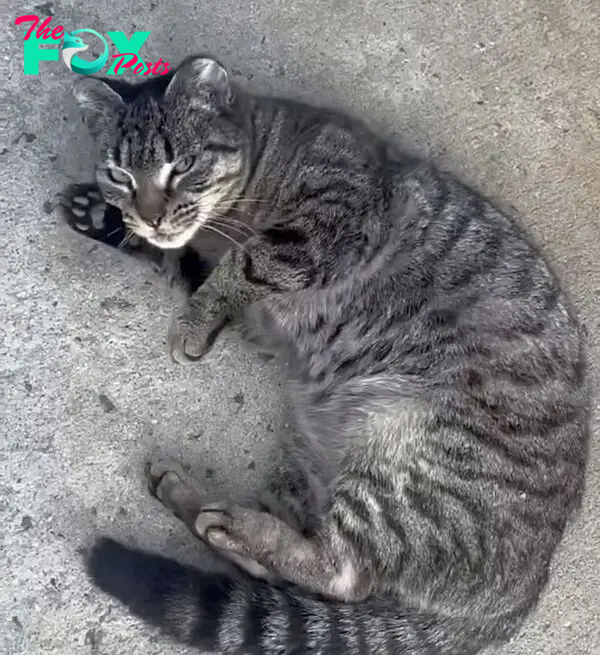 stray tabby cat rolling around