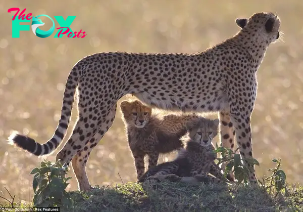 Cheetah cubs chase a Thomson's gazelle fawn Survival School