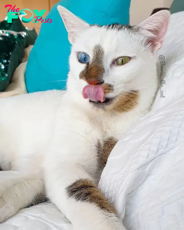 Is this a classic cat mlem?