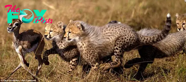 Cheetah cubs chase a Thomson's gazelle fawn Survival School