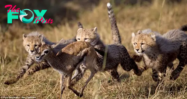 Cheetah cubs chase a Thomson's gazelle fawn Survival School