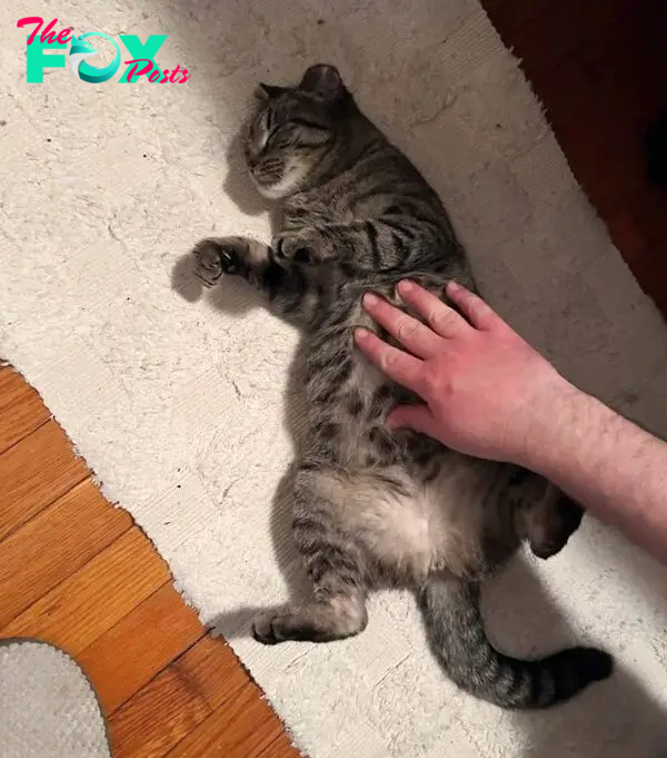 tabby cat happy belly rubs
