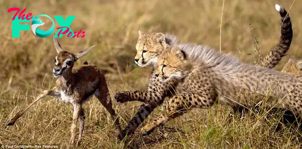 Cheetah cubs chase a Thomson's gazelle fawn Survival School