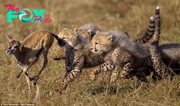 Cheetah cubs chase a Thomson's gazelle fawn Survival School