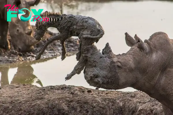 Incredible pictures show rhino lifting baby zebra after it became stuck in mud - Irish Mirror Online