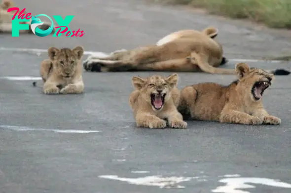 The lion cubs did not understand what was happening.  They seem to be still sleepy, waiting for their mother to wake up.