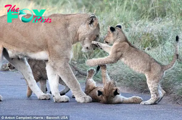 More than 30 minutes passed, the lions still refused to leave the road.